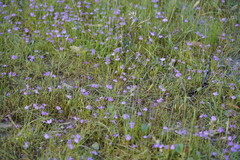 Utricularia beaugleholei