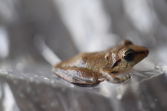 Pristimantis reichlei