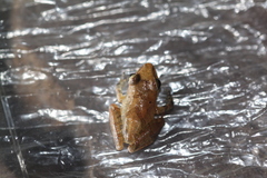 Pristimantis reichlei