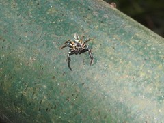 Thiania bhamoensis