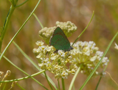 Callophrys affinis