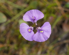 Utricularia beaugleholei