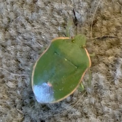 Chlorochroa persimilis