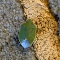 Chlorochroa persimilis