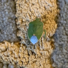 Chlorochroa persimilis