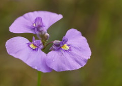 Utricularia beaugleholei