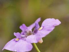 Utricularia beaugleholei