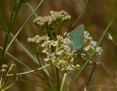 Callophrys affinis