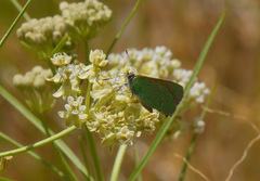Callophrys affinis