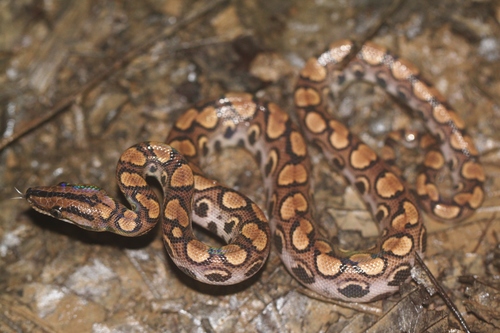 Western Rainbow Boa