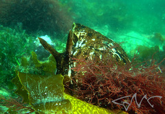 Aplysia extraordinaria