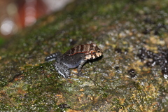 Leptodactylus knudseni