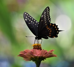 Papilio polyxenes