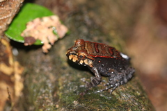 Leptodactylus knudseni