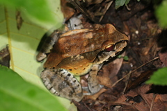Leptodactylus knudseni