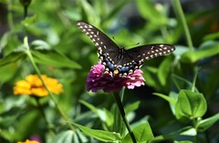 Papilio polyxenes
