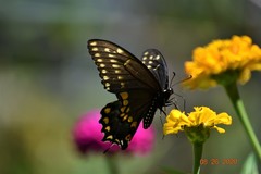Papilio polyxenes