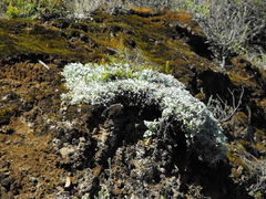 Helichrysum argyrophyllum