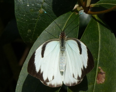Ganyra phaloe