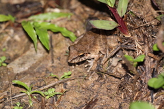 Pristimantis fenestratus