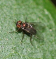 Diptera