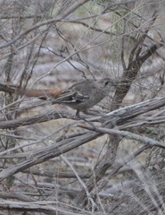 Drymodes brunneopygia