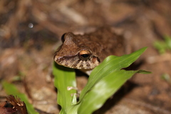 Pristimantis fenestratus
