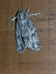 Acronicta rubricoma