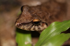Pristimantis fenestratus