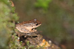 Pristimantis fenestratus