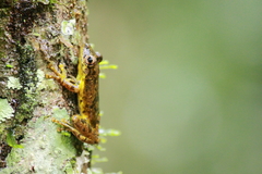 Scinax ictericus
