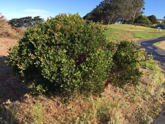 Arctostaphylos densiflora