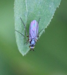 Diptera