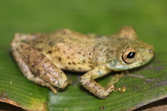 Scinax ictericus