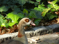 Alopochen aegyptiaca