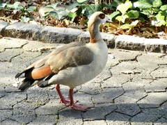 Alopochen aegyptiaca
