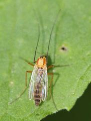 Diptera