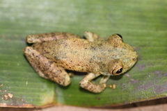Scinax ictericus