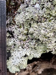 Heterodermia neglecta