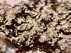 Heterodermia neglecta