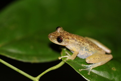 Scinax ictericus