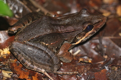 Leptodactylus bolivianus