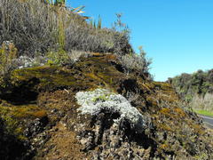 Helichrysum argyrophyllum