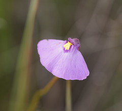 Utricularia grampiana