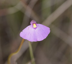 Utricularia grampiana