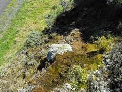 Helichrysum argyrophyllum