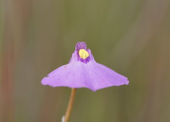 Utricularia grampiana