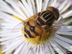 Eristalinus quinquestriatus