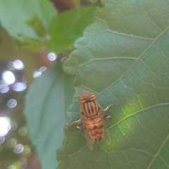 Eristalodes