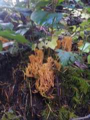 Ramaria leptoformosa